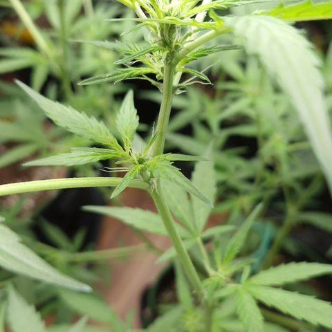 "BigMama" Critical #1 growlog timeline photo