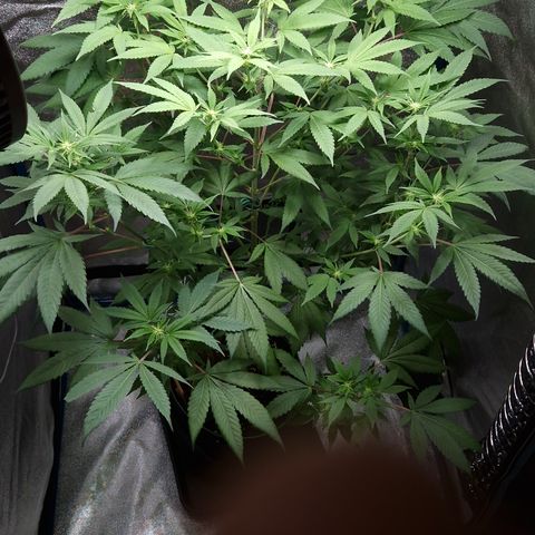 "BigMama" Critical #1 growlog timeline photo