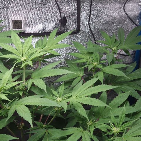 "BigMama" Critical #1 growlog timeline photo