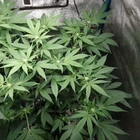 "BigMama" Critical #1 growlog timeline photo