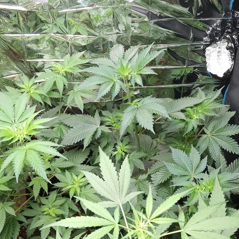 "BigMama" Critical #1 growlog timeline photo