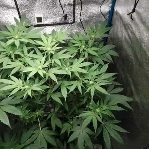 "BigMama" Critical #1 growlog timeline photo
