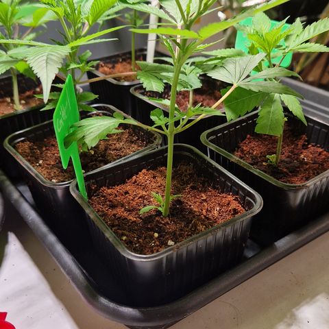 Critical "BigMama" #5 growlog timeline photo