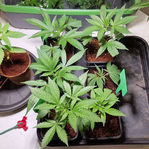 Critical "BigMama" #5 growlog timeline photo