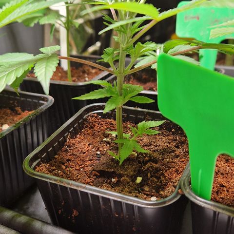 Critical "BigMama" #5 growlog timeline photo