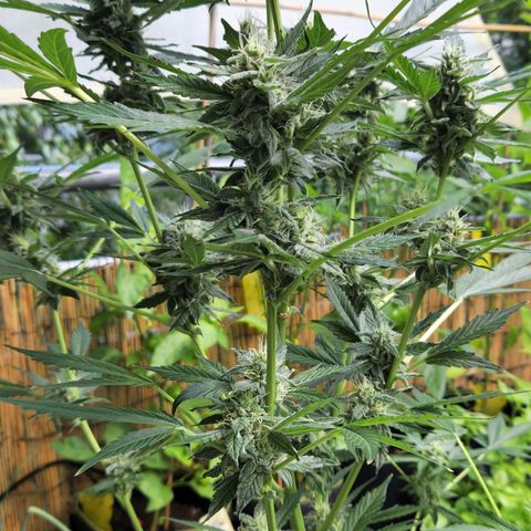 Cookies Gelato Automatic growlog timeline photo
