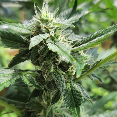 Cookies Gelato Automatic growlog timeline photo