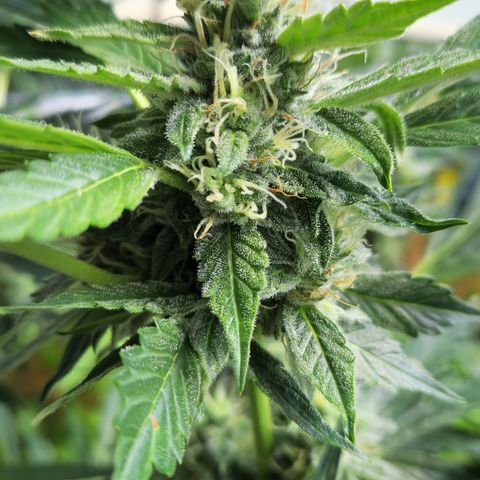 Cookies Gelato Automatic growlog timeline photo