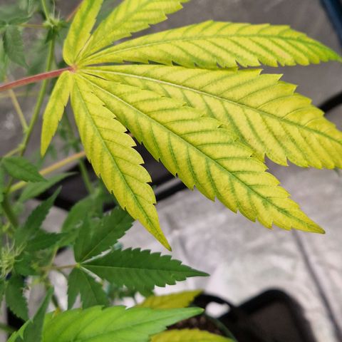 "BigMama" Critical #1 growlog timeline photo