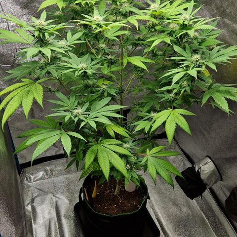 "BigMama" Critical #1 growlog timeline photo