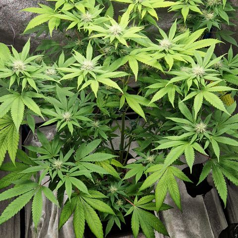 "BigMama" Critical #1 growlog timeline photo