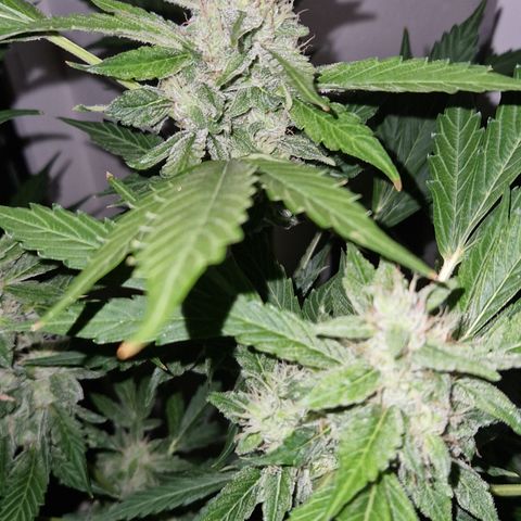 Cookies Gelato Automatic growlog photo: Krüeldi by Night