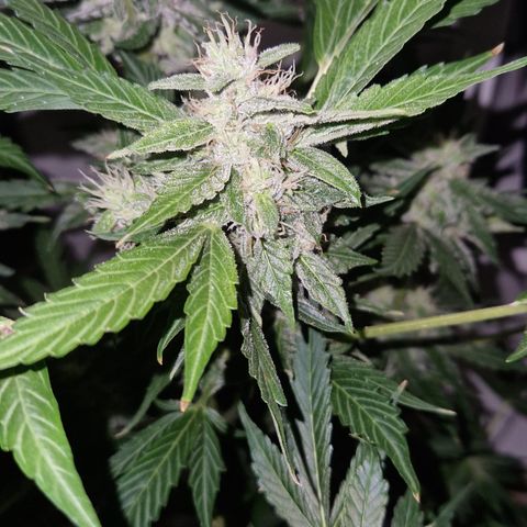 Cookies Gelato Automatic growlog photo: Krüeldi by Night
