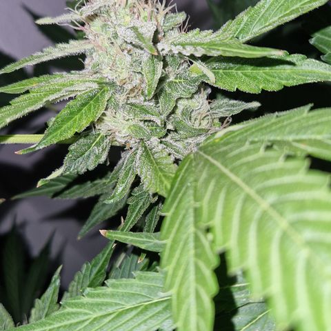 Cookies Gelato Automatic growlog photo: Krüeldi by Night