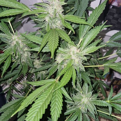 Cookies Gelato Automatic growlog photo: Krüeldi by Night