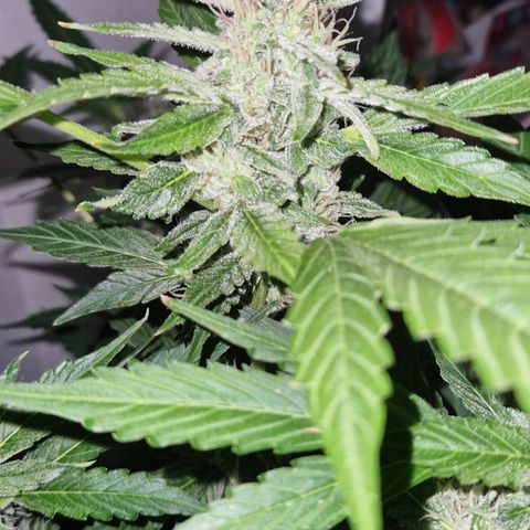 Cookies Gelato Automatic growlog photo: Krüeldi by Night