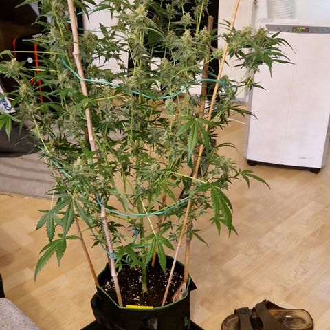 Royal Runtz Automatic growlog timeline photo