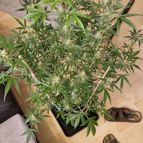 Royal Runtz Automatic growlog timeline photo