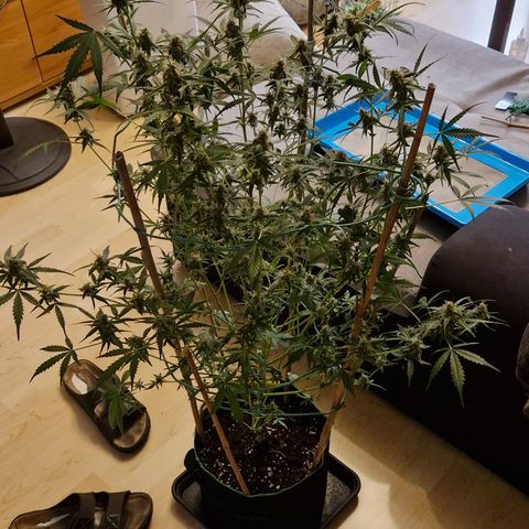 Royal Runtz Automatic growlog timeline photo