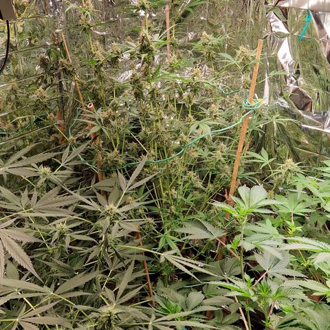 Royal Runtz Automatic growlog timeline photo