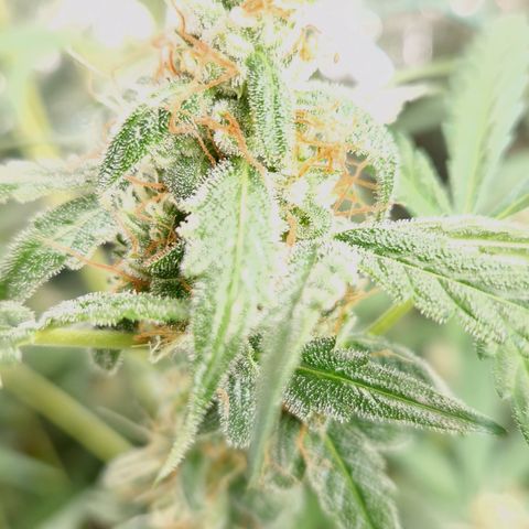 Royal Runtz Automatic growlog timeline photo
