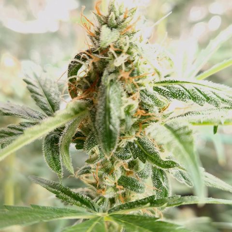 Royal Runtz Automatic growlog timeline photo