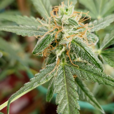 Royal Runtz Automatic growlog timeline photo