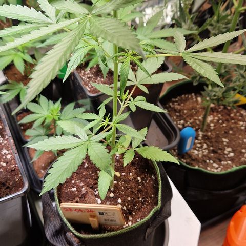 Special Queen #1 growlog timeline photo
