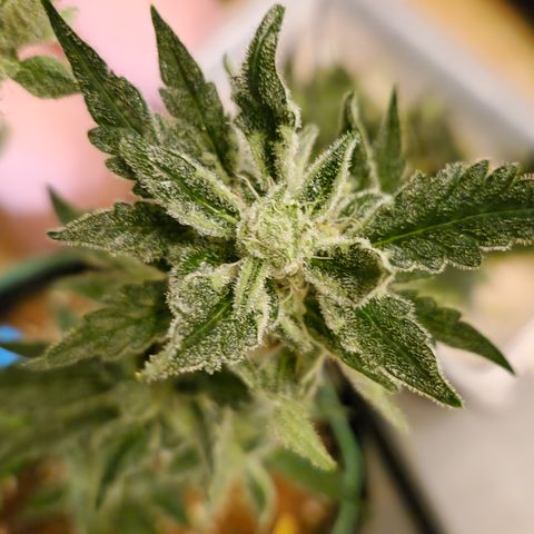 Royal Creamatic growlog photo: Sieht sehr lecker aus und riecht fantastisch 😅😍