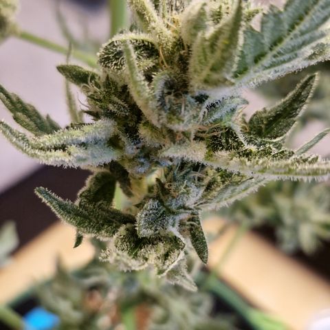 Royal Creamatic growlog photo: Sieht sehr lecker aus und riecht fantastisch 😅😍