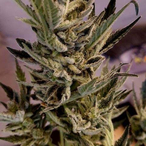Royal Creamatic growlog photo: Sieht sehr lecker aus und riecht fantastisch 😅😍