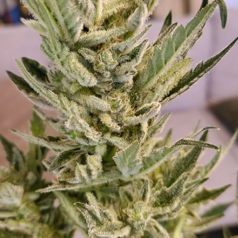 Royal Creamatic growlog photo: Sieht sehr lecker aus und riecht fantastisch 😅😍
