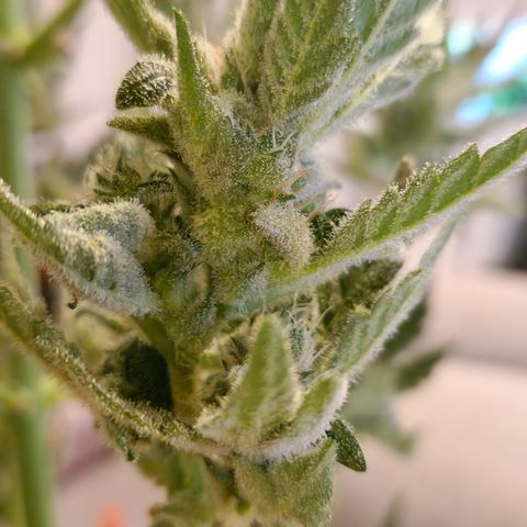 Royal Creamatic growlog photo: Sieht sehr lecker aus und riecht fantastisch 😅😍