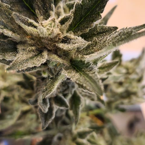 Royal Creamatic growlog photo: Sieht sehr lecker aus und riecht fantastisch 😅😍