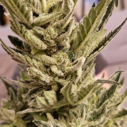Royal Creamatic growlog photo: Sieht sehr lecker aus und riecht fantastisch 😅😍