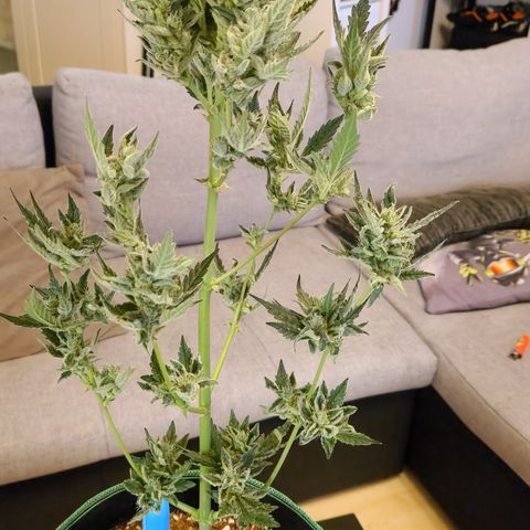 Royal Creamatic growlog photo: Sieht sehr lecker aus und riecht fantastisch 😅😍