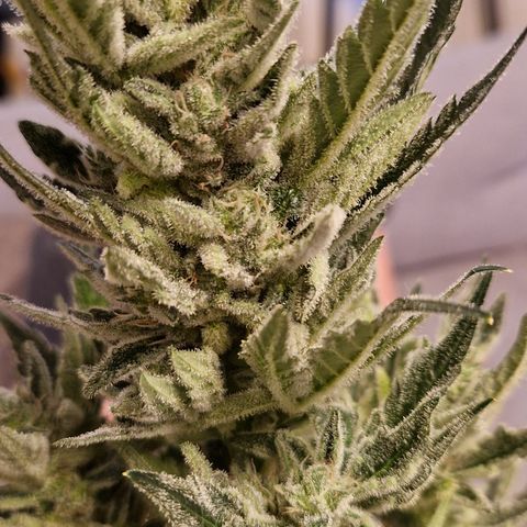 Royal Creamatic growlog photo: Sieht sehr lecker aus und riecht fantastisch 😅😍