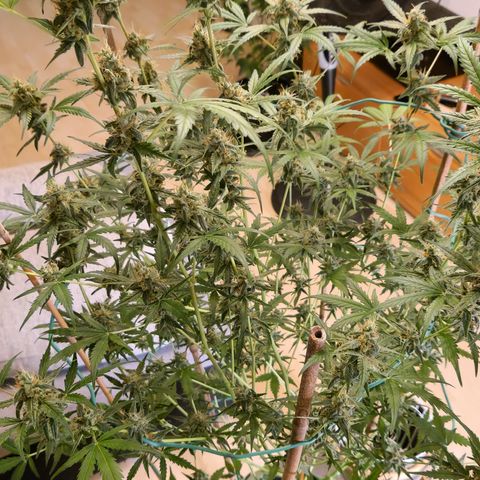 Royal Runtz Automatic growlog timeline photo
