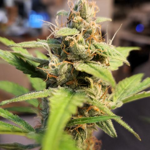 Royal Runtz Automatic growlog timeline photo