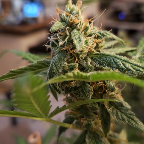 Royal Runtz Automatic growlog timeline photo