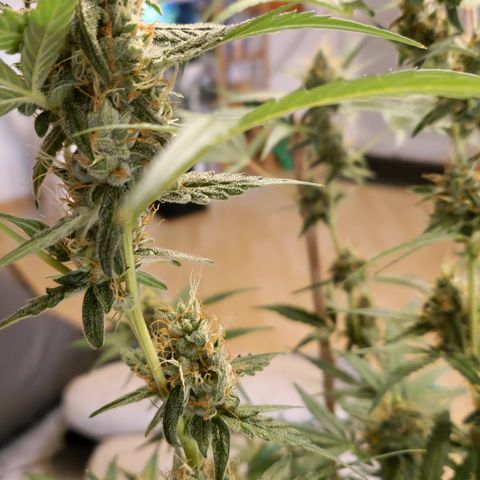 Royal Runtz Automatic growlog timeline photo