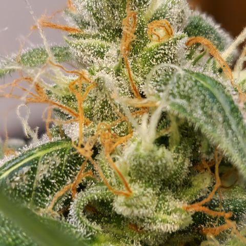 Royal Runtz Automatic growlog timeline photo