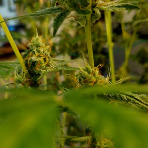 Royal Runtz Automatic growlog timeline photo