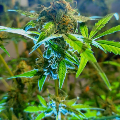 Royal Runtz Automatic growlog timeline photo