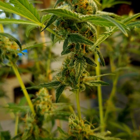 Royal Runtz Automatic growlog timeline photo