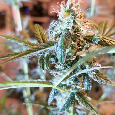 Royal Runtz Automatic growlog timeline photo