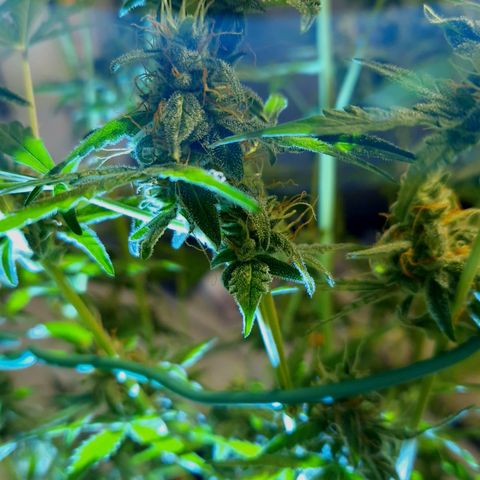 Royal Runtz Automatic growlog timeline photo