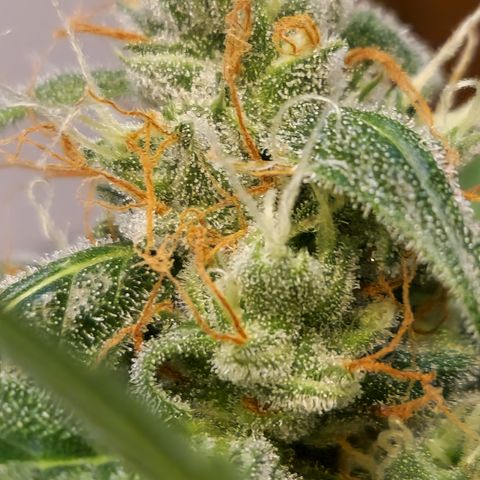 Royal Runtz Automatic growlog timeline photo