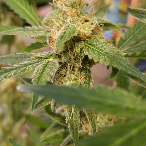 Royal Runtz Automatic growlog timeline photo