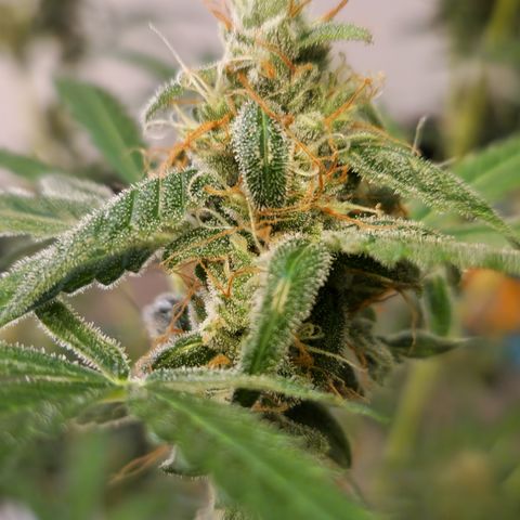 Royal Runtz Automatic growlog timeline photo